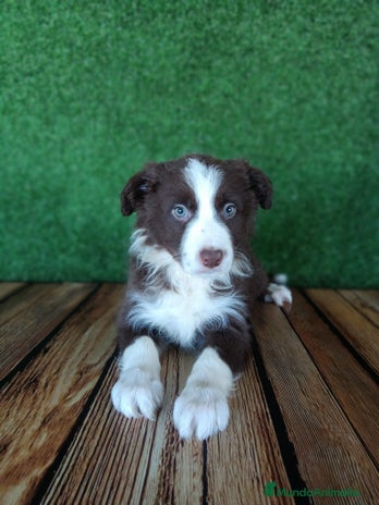 Border Collie perros - Anuncio 2