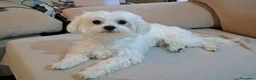 Bichón Maltés perros en venta: Bichoncitos Adorables - Anuncio 3