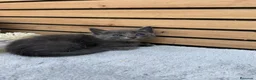 Azul Ruso gatos en venta: Preciosa camada de azul ruso - Anuncio 3