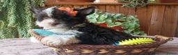 Yorkshire Terrier perros en venta: Cachorro Yorkshire Exótico ojos verdes - Anuncio 3