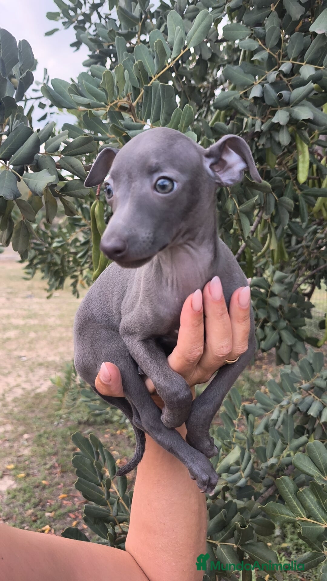 Pequeño Lebrel Italiano perros Pequeño Lebrel Italiano Piccolo Galgo Italiano ♀️ - Anuncio 3