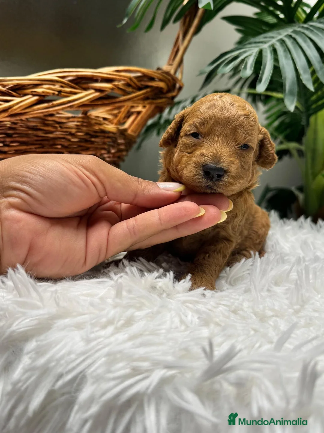 Caniche Enano perros en venta: CANICHE ENANO - Anuncio 22