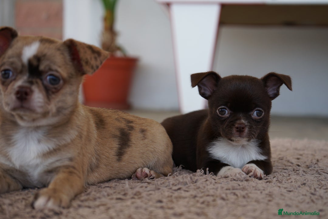Chihuahua perros en venta: PADDY Y RONDA, DOS CHIHUAHUAS MUY ESPECIALES - Imagen 13
