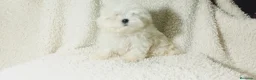 Bichón Maltés perros en venta: ‼️‼️PRECIOSA CAMADA DE BICHÓN MALTES COREANO TOY - Anuncio 2