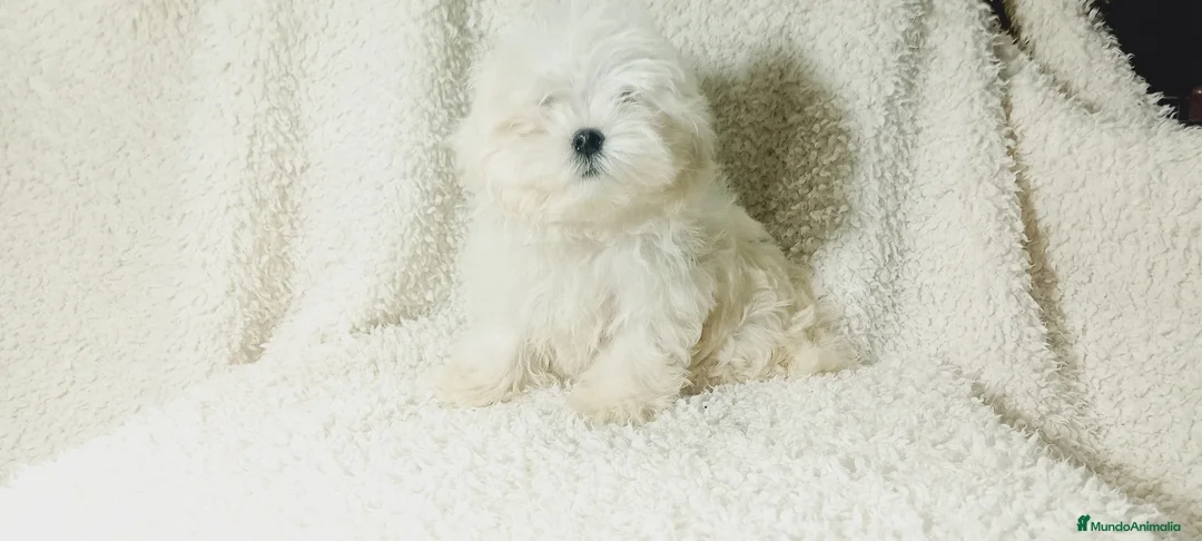 Bichón Maltés perros en venta: ‼️‼️PRECIOSA CAMADA DE BICHÓN MALTES COREANO TOY - Anuncio 2