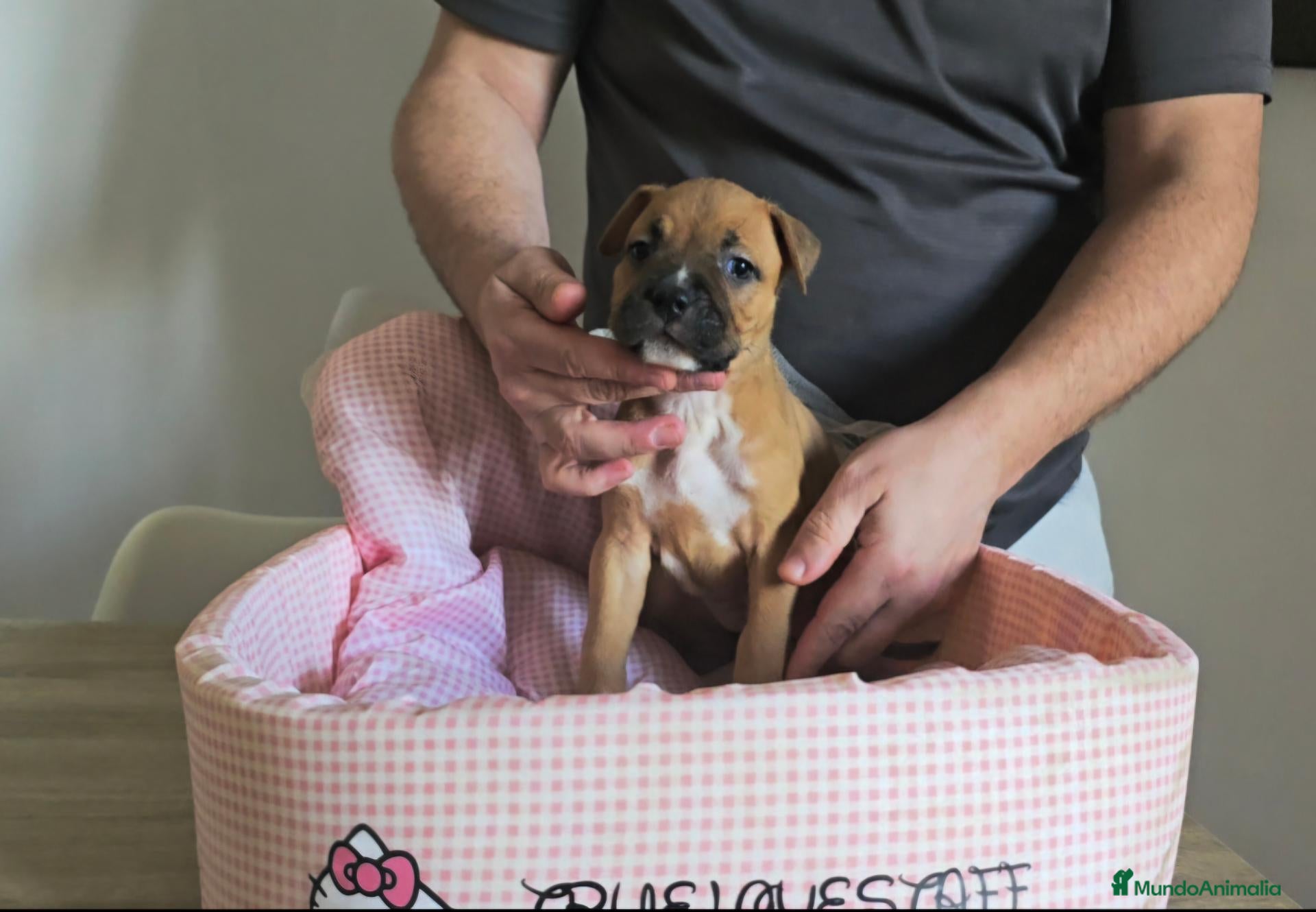 American Staffordshire-Terrier perros en venta: American Staffordshire Terrier  - Anuncio 1