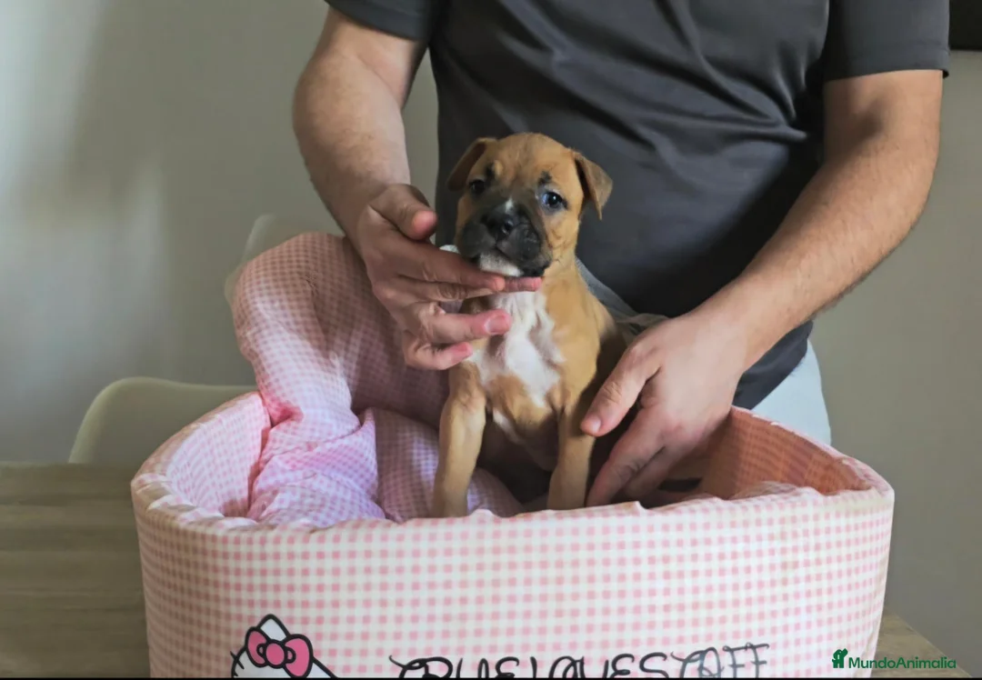 American Staffordshire-Terrier perros en venta: American Staffordshire Terrier  - Anuncio 1