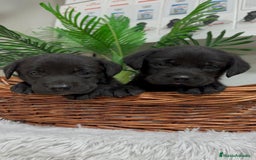 Labrador Retriever perros en venta: LABRADOR MACHO - Imagen 3