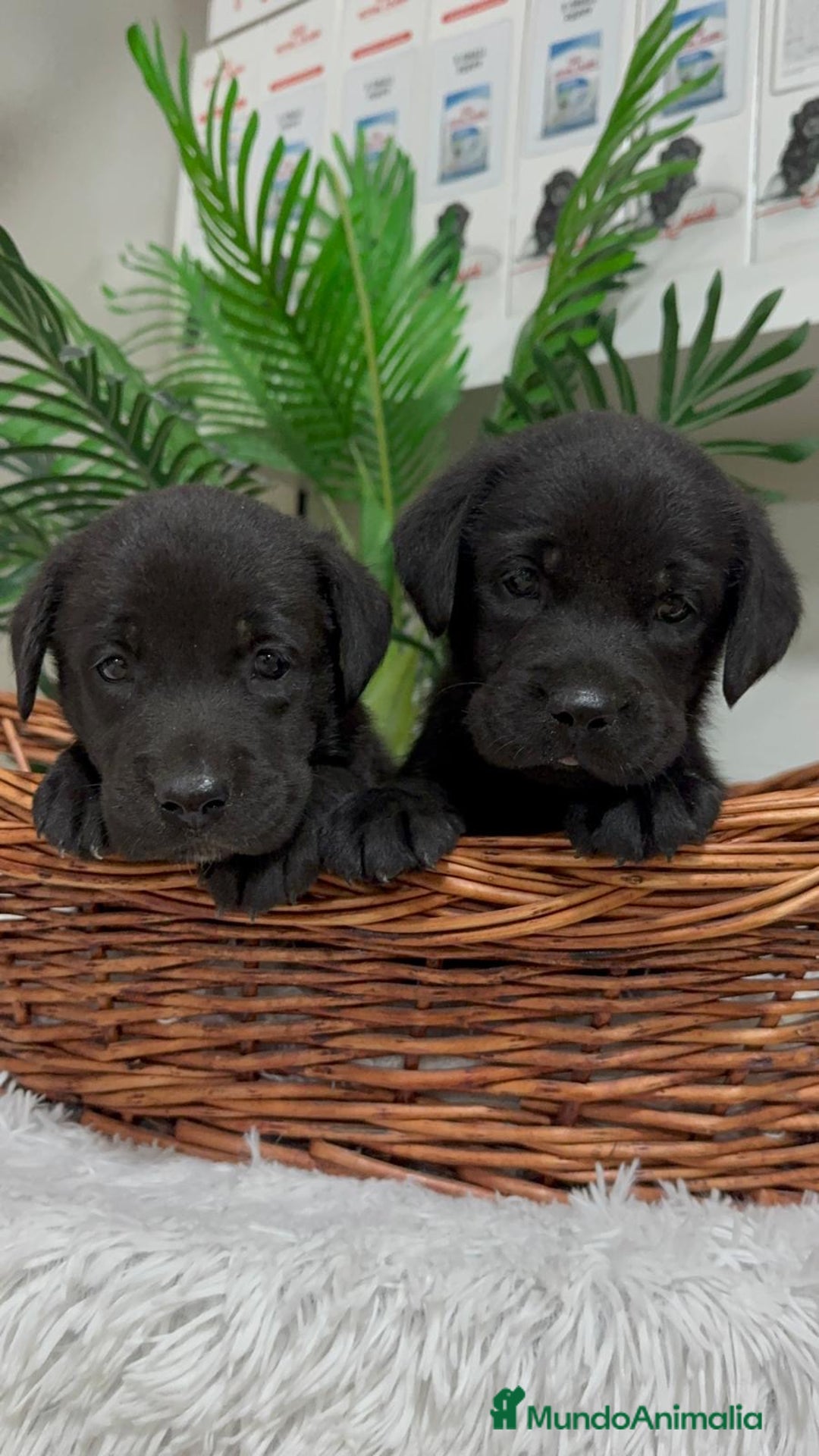 Labrador Retriever perros en venta: LABRADOR MACHO - Imagen 3