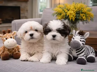 Shih Tzu perros Cachorro de Shih Tzu - Anuncio 1
