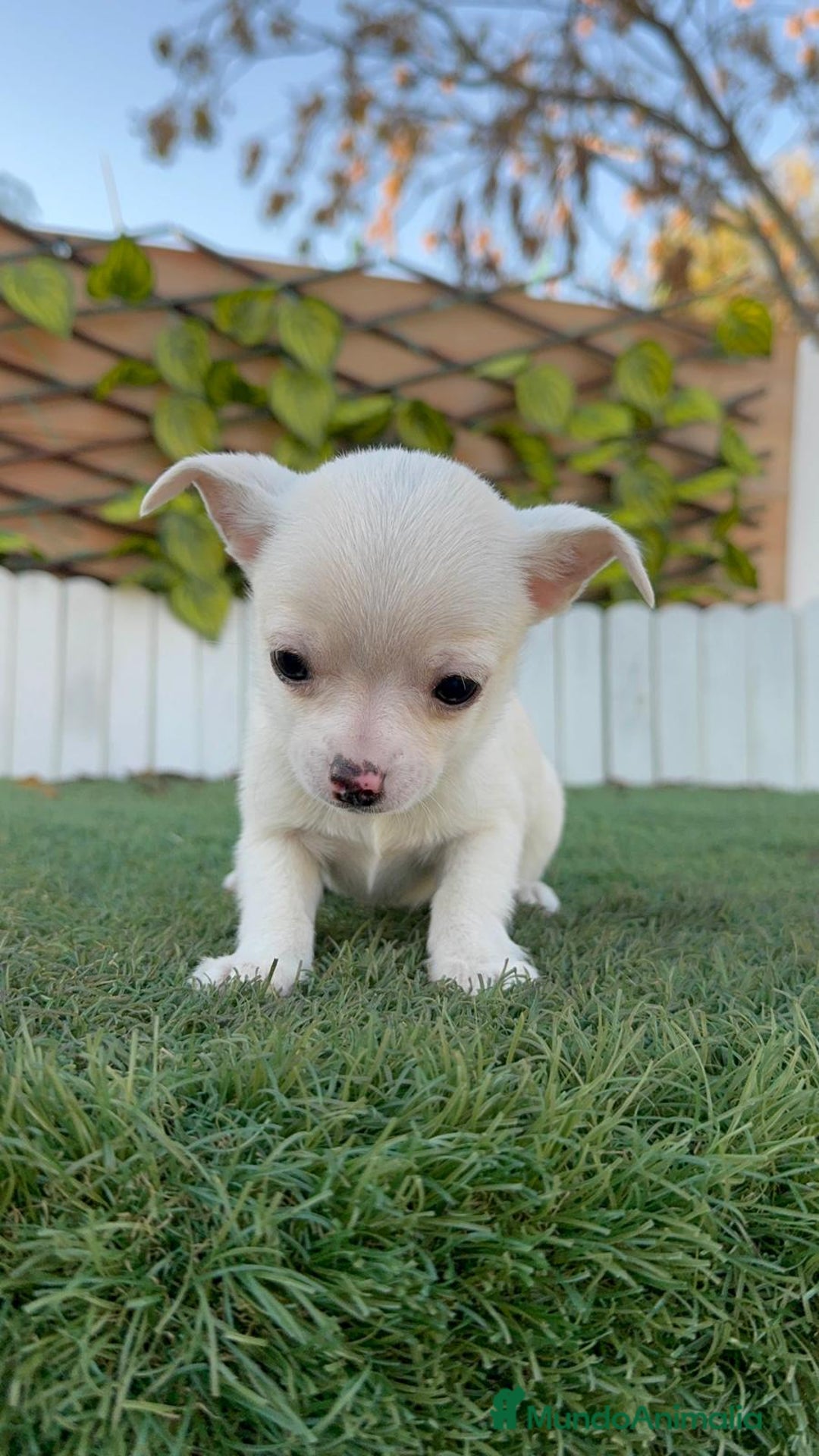 Chihuahua perros en venta: CHIHUAHUA MACHO - Anuncio 18