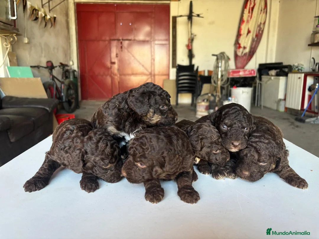Perro de Agua Español perros en venta: Perro de Agua Español - Anuncio 2