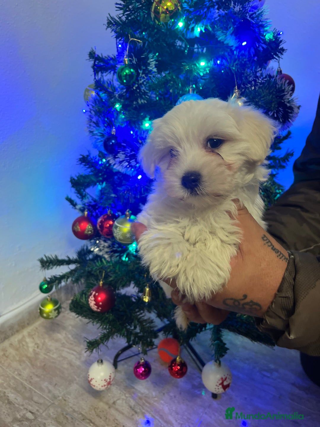 Bichón Maltés perros en venta: Bichon maltés  - Anuncio 3