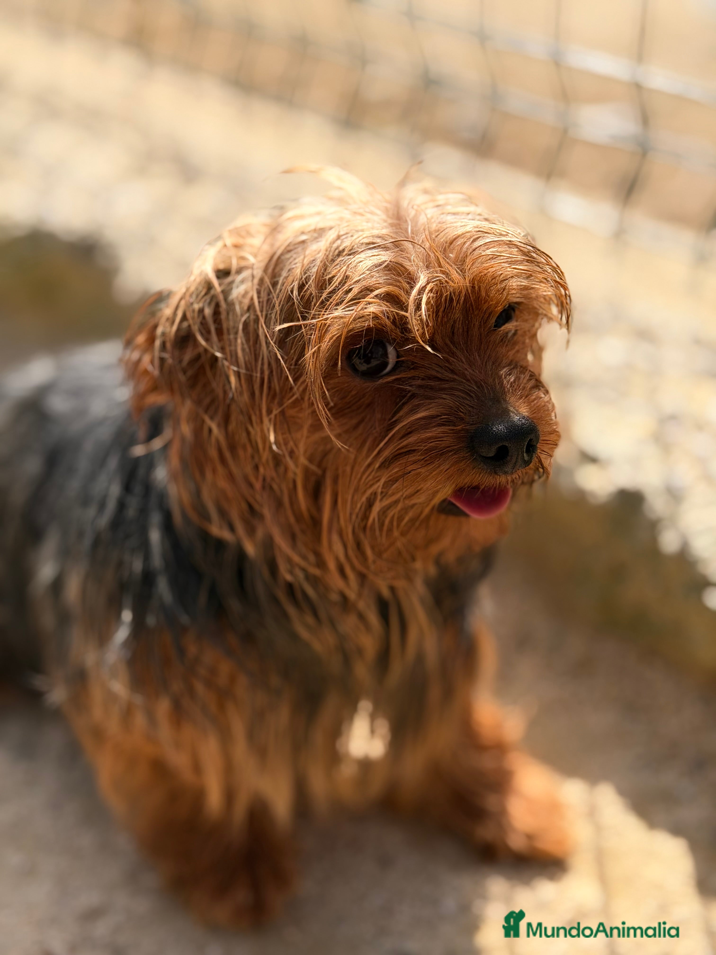 Yorkshire Terrier perros Yorkshire mini ADOPCIÓN  - Anuncio 3