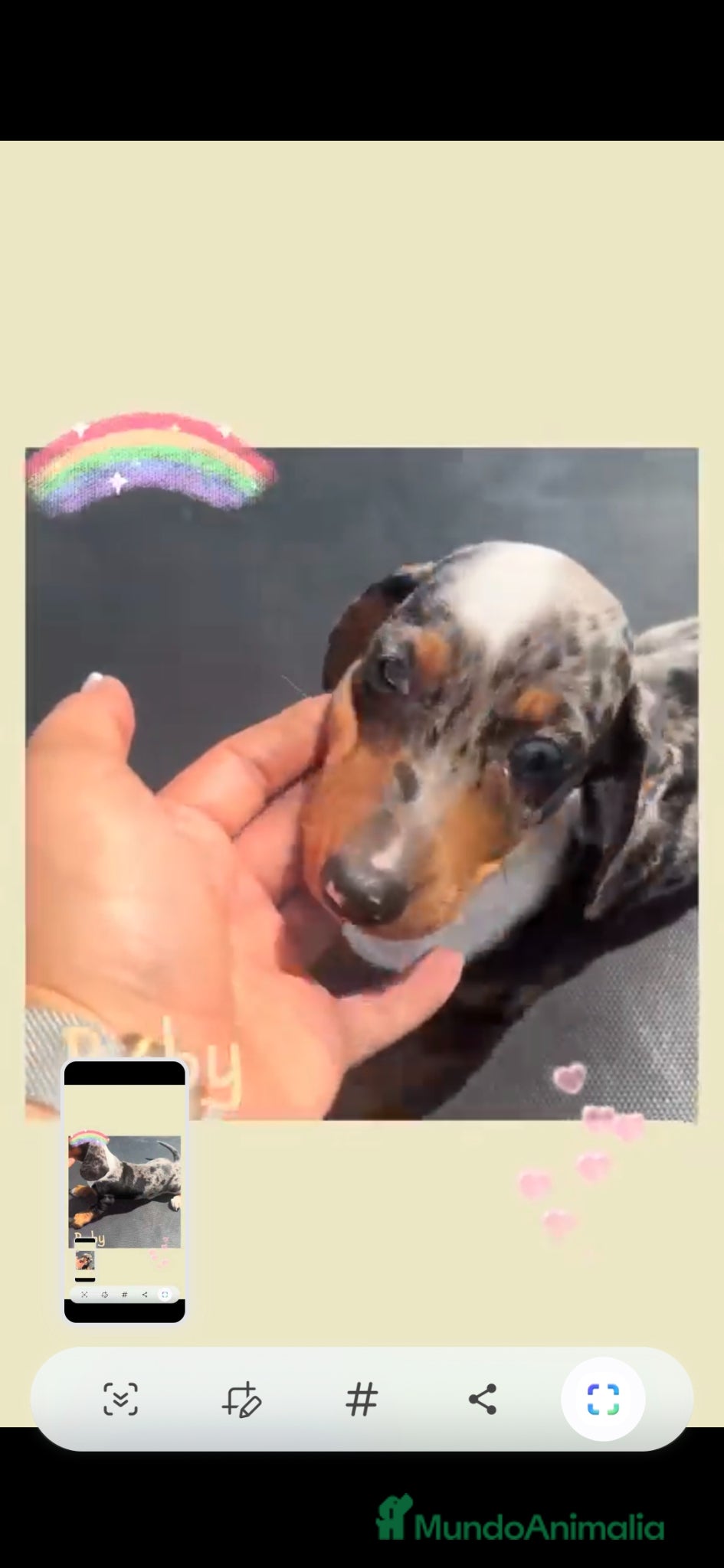 Teckel Miniatura perros en venta: Teckel arlequín  - Anuncio 4