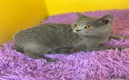 Británico de Pelo Corto Azul gatos en venta: British Blue hembra  - Imagen 4