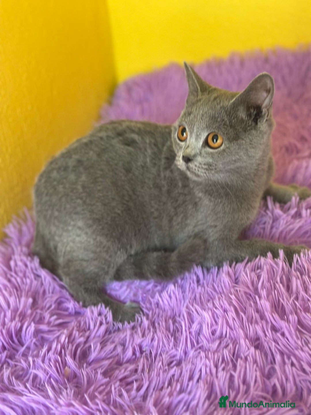Británico de Pelo Corto Azul gatos en venta: British Blue hembra  - Imagen 4