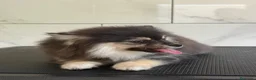 Pomsky perros en venta: Pomsky toy F3 - Anuncio 13