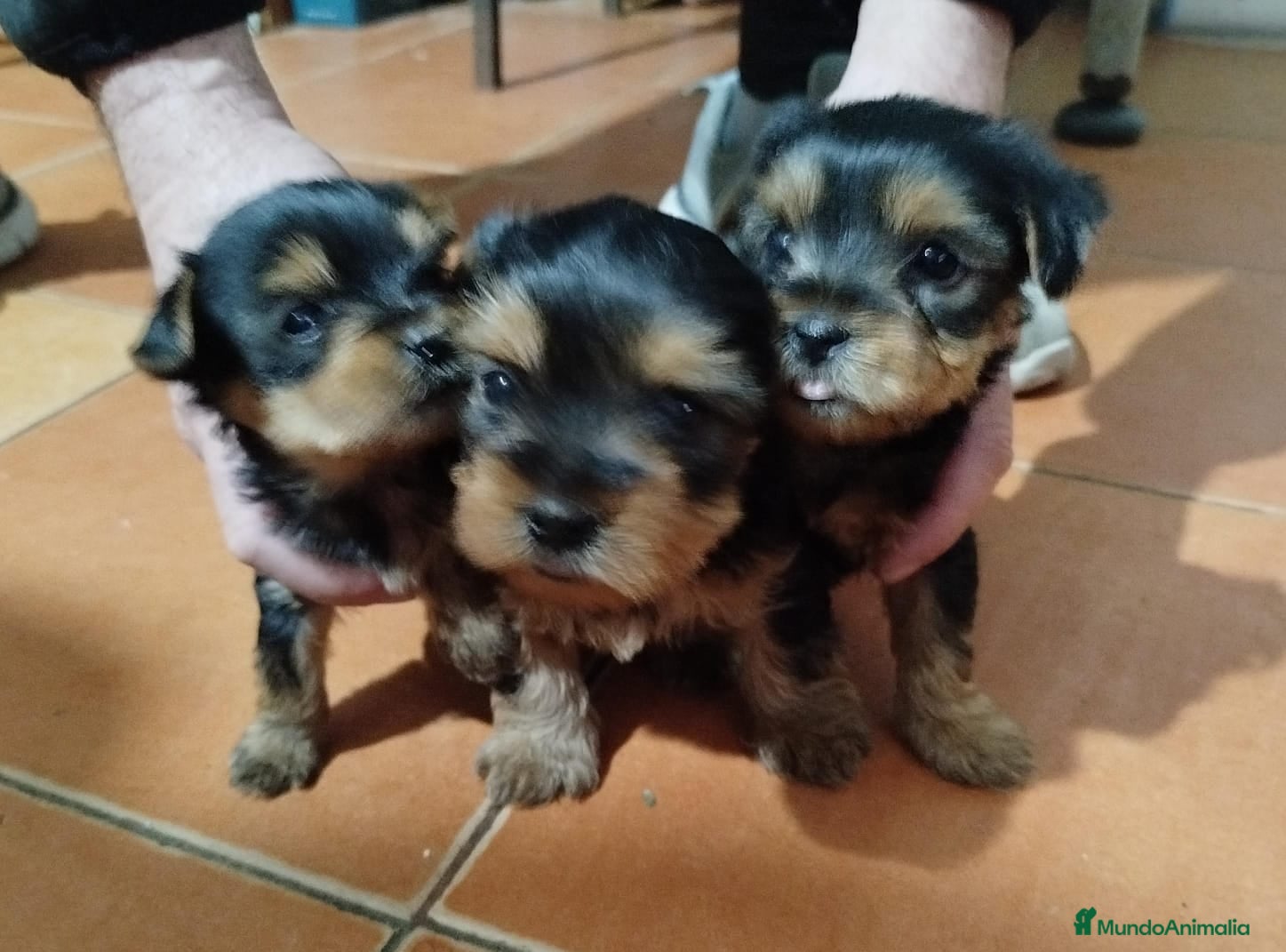 Yorkshire Terrier perros Yorshire toy  - Anuncio 2