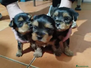 Yorkshire Terrier perros Yorshire toy - Anuncio 2