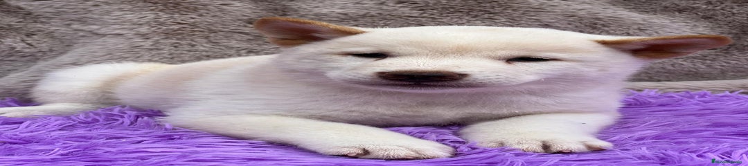 Shiba Inu Cachorro 2
