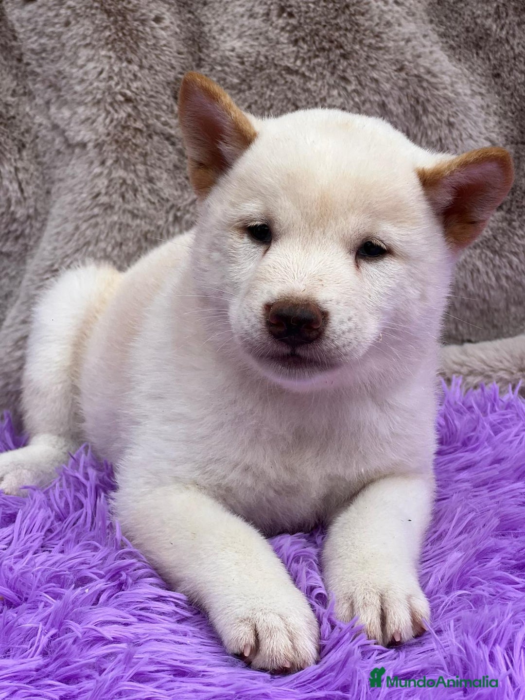 Shiba Inu perros en venta: Shiba inu blanco - Imagen 1