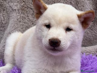 Shiba Inu perros Shiba inu blanco - Anuncio 38