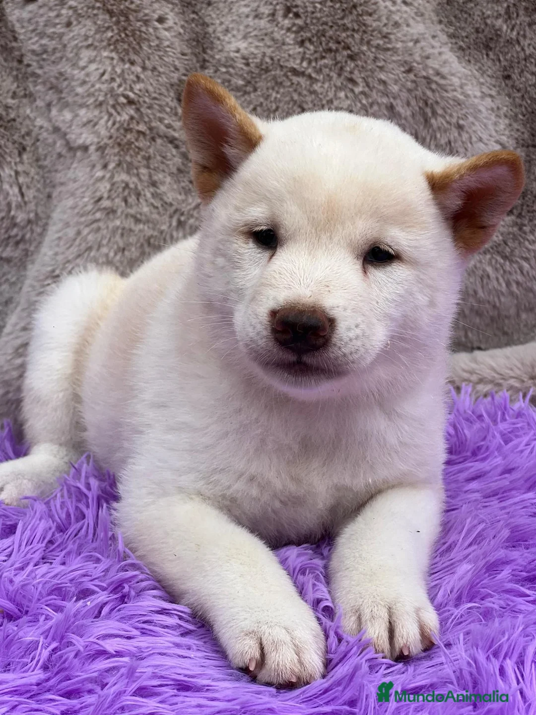 Shiba Inu perros en venta: Shiba inu blanco - Anuncio 1