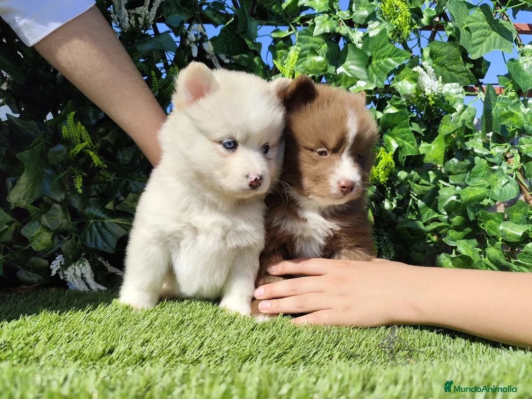 Pomsky perros en venta: Pomsky  - Anuncio 1