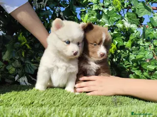 Pomsky perros Pomsky - Anuncio 1