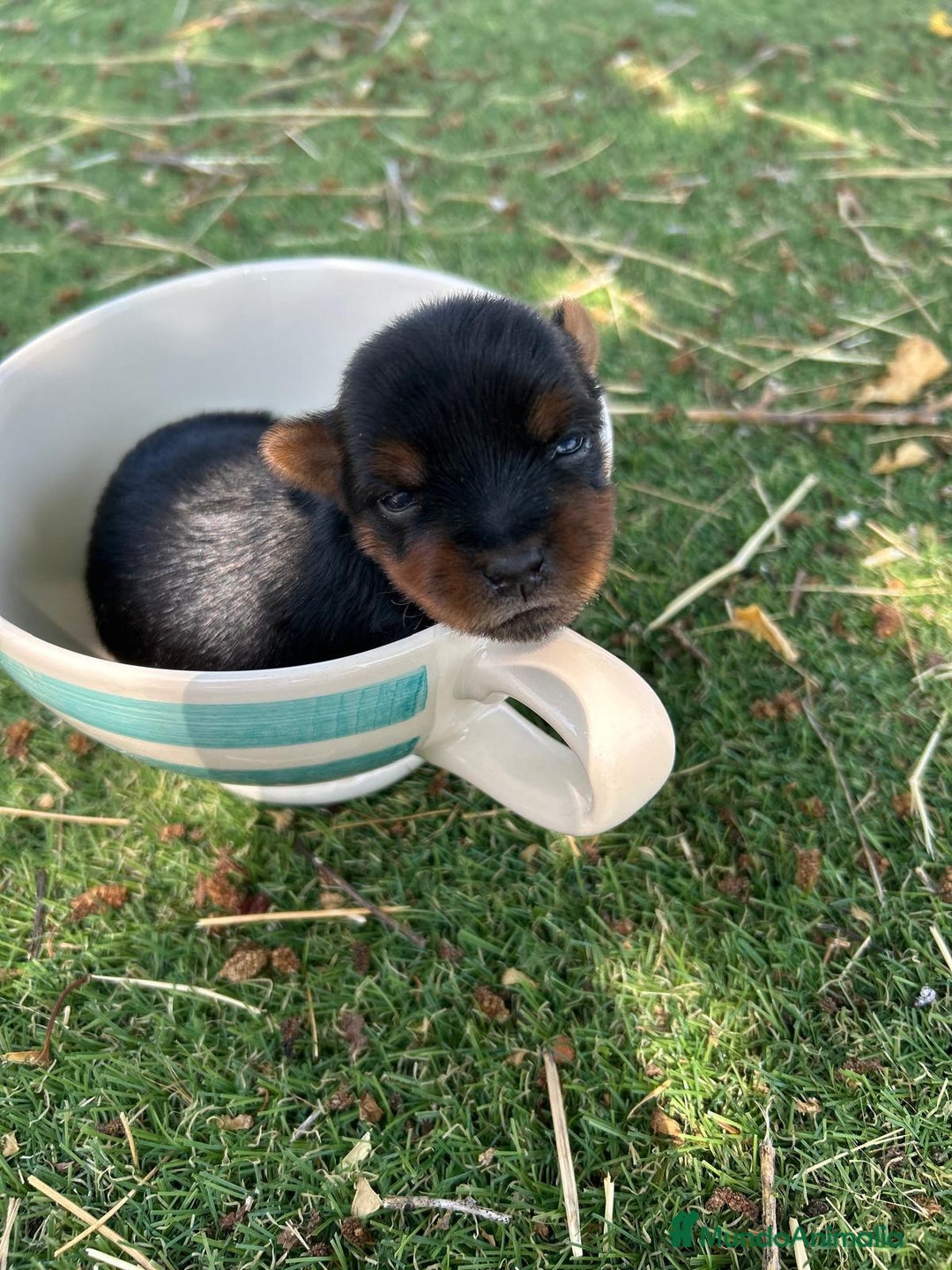 Yorkshire Terrier perros en venta: Yorkshire del Valle  - Imagen 1