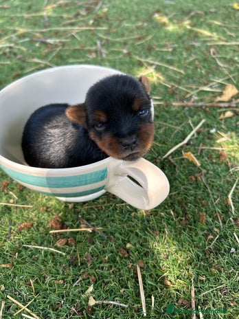 Yorkshire Terrier perros - Anuncio 3