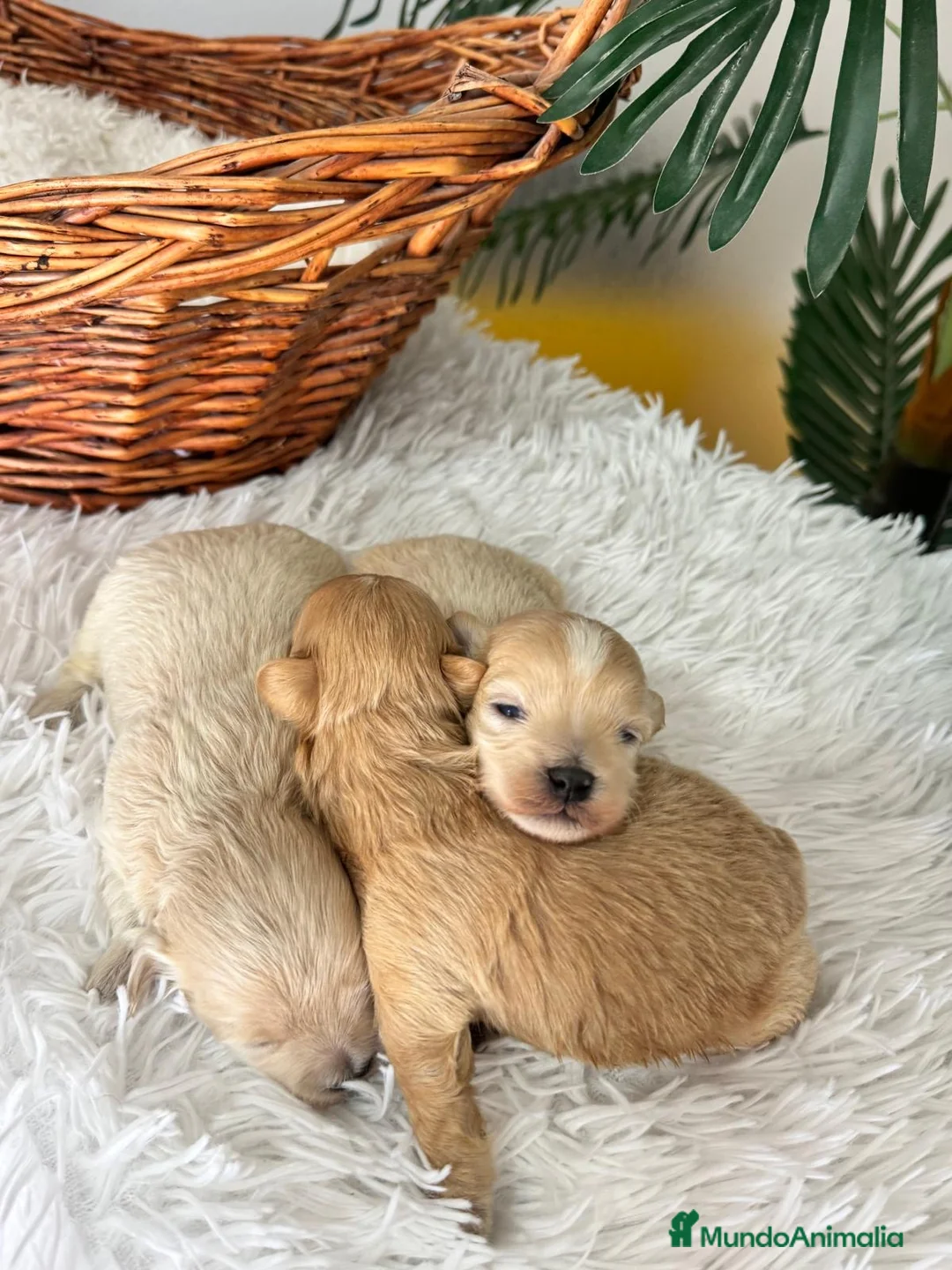 Maltipoo perros en venta: MALTIPOO 💙 - Anuncio 2