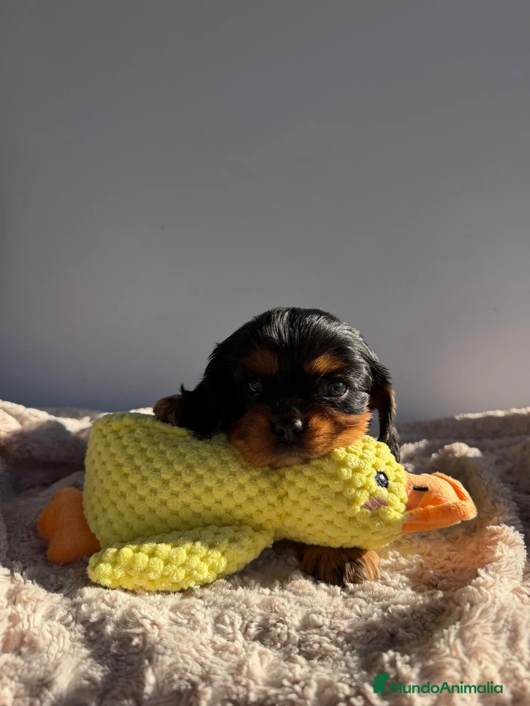 Cavalier King Charles Spaniel perros en venta: Cachorro Cavalier negro fuego y ruby  - Anuncio 6