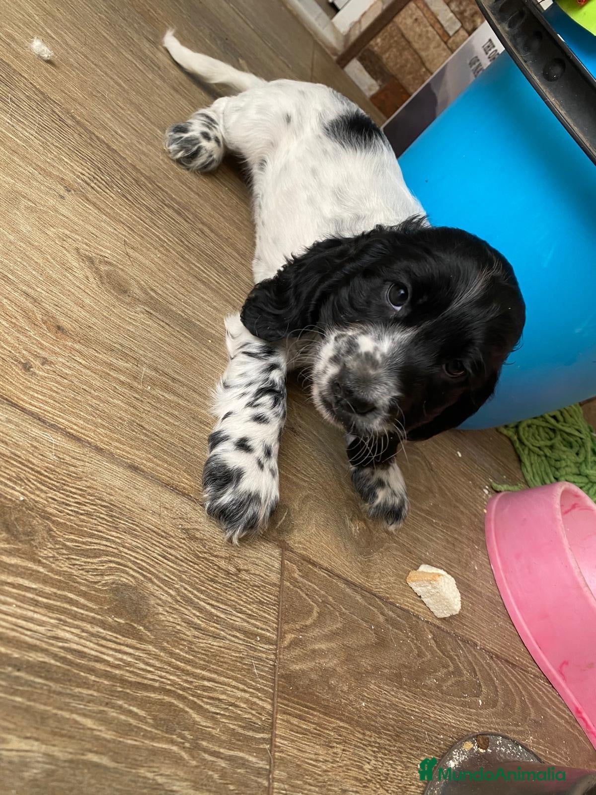 Cocker Spaniel Inglés perros Cachorra cocker  - Anuncio 2