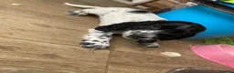Cocker Spaniel Inglés perros en venta: Cachorra cocker  - Anuncio 1