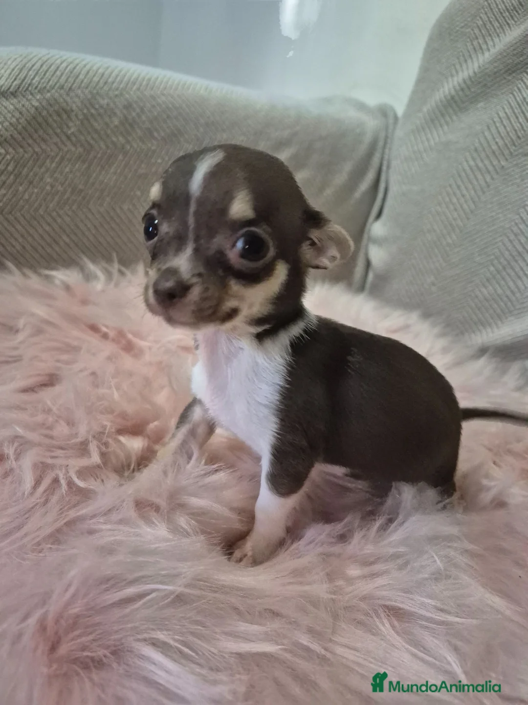 Chihuahua perros en venta: Chihuahua tricolor chocolate 🍫  - Anuncio 2