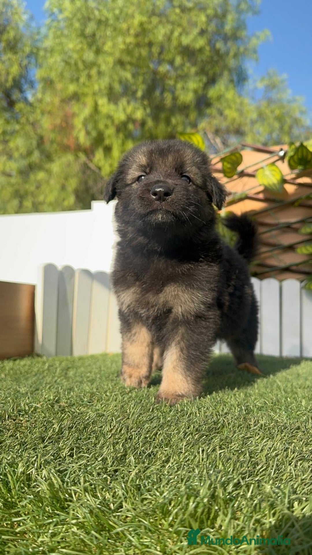 Pastor Alemán perros en venta: PASTOR ALEMÁN MACHO - Imagen 6