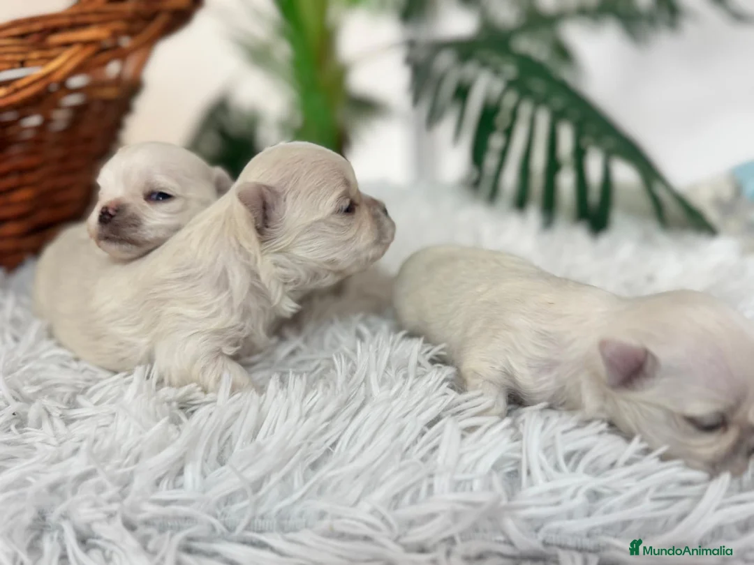 Bichón Maltés perros en venta: BICHÓN MALTÉS 100% COREANO - Anuncio 4