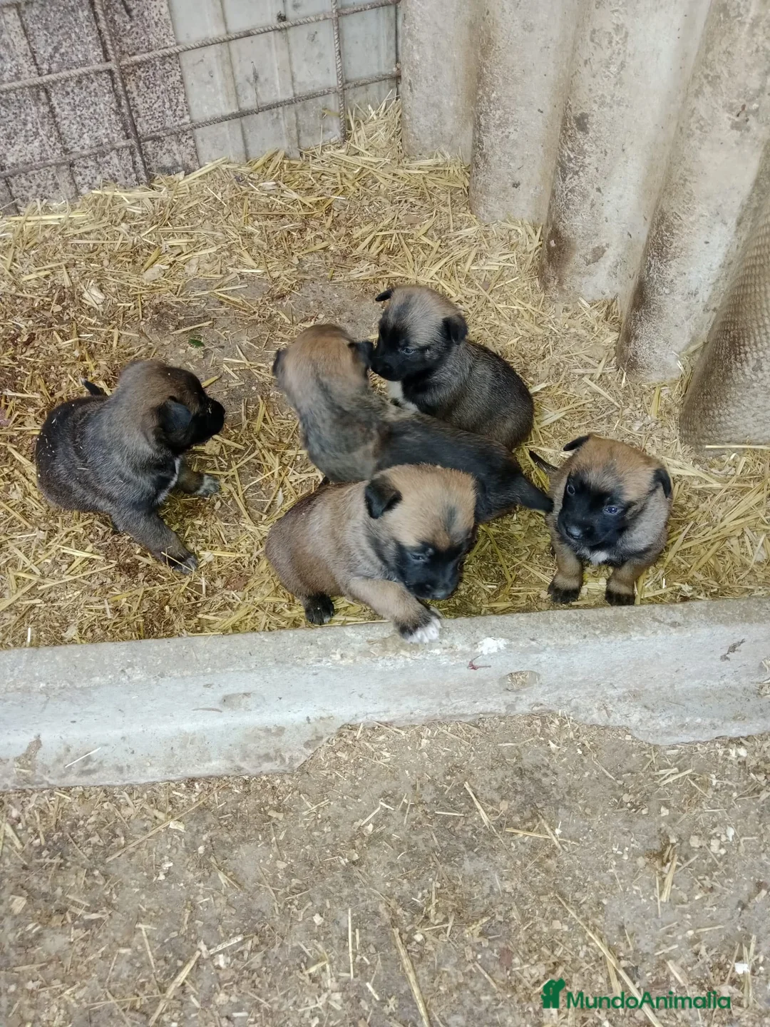 Pastor Belga Malinois perros en venta: CACHORROS PASTOR BELGA MALINOIS  - Anuncio 3