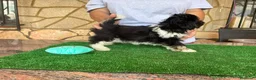 Shih Tzu perros en venta: Machos de shihtzu  - Anuncio 13