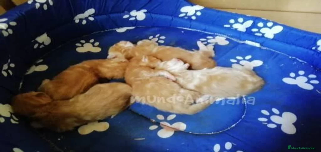 Imagen de galería {{count}}