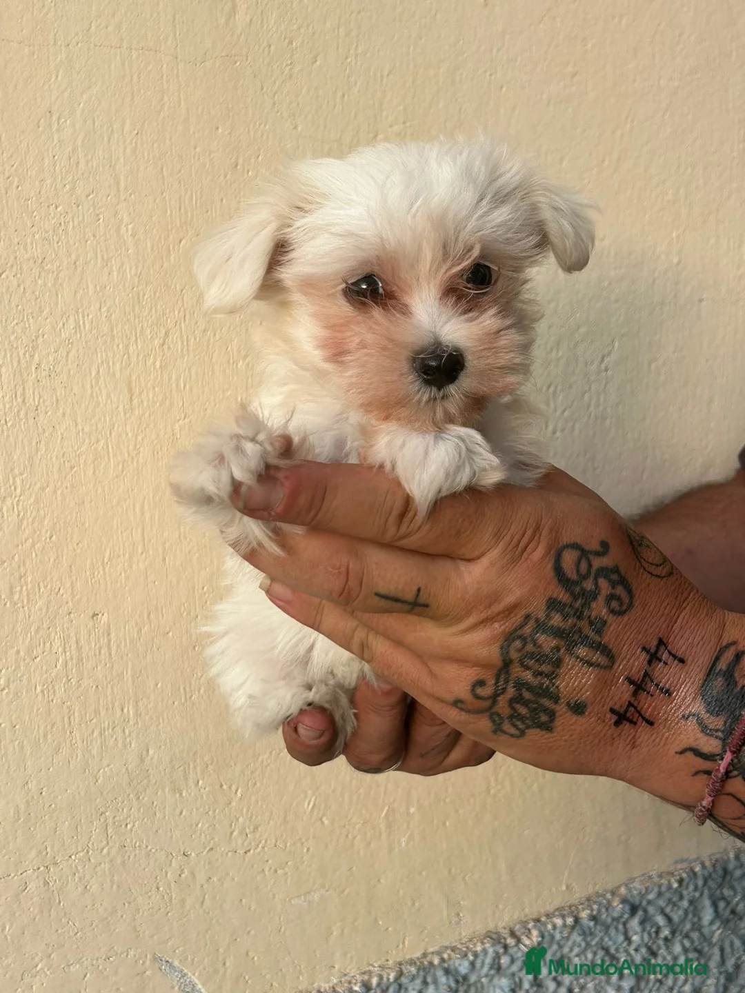Bichón Maltés perros en venta: Bichon maltés línea americana macho - Anuncio 2