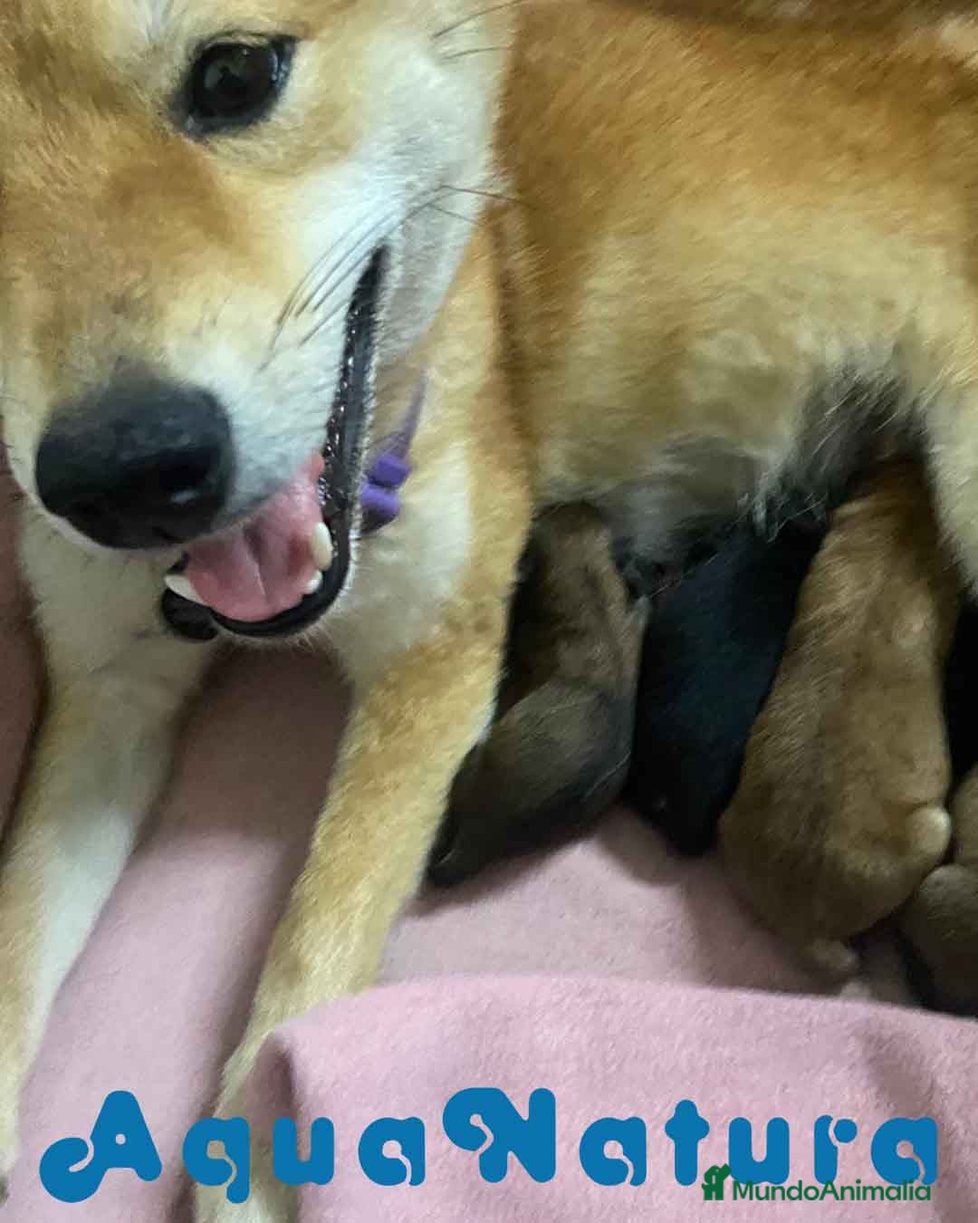 Shiba Inu perros Camada Shiba Inu de Marsi y Simbad AQUANATURA - Anuncio 2