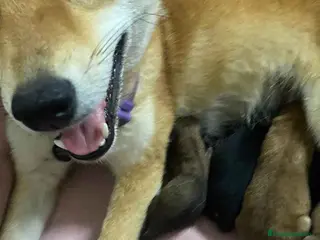 Shiba Inu perros Camada Shiba Inu de Marsi y Simbad AQUANATURA - Anuncio 2