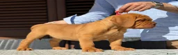Dogo de Burdeos perros en venta: Precioso Dogo de Burdeos con super pedigree - Anuncio 2