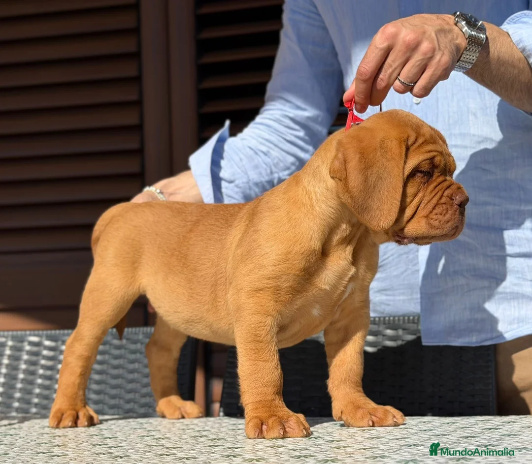 Dogo de Burdeos perros en venta: Precioso Dogo de Burdeos con super pedigree - Anuncio 2