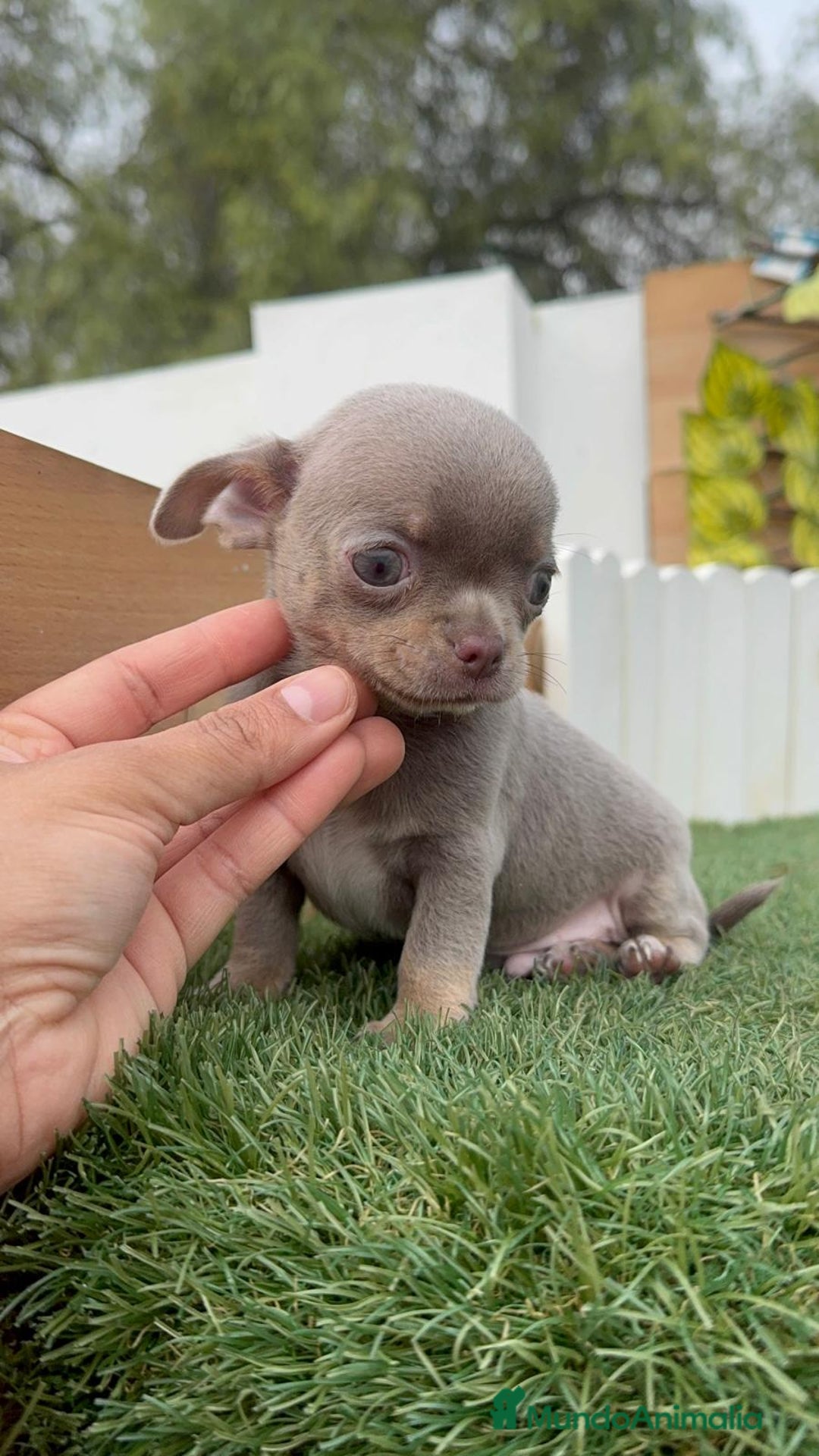 Chihuahua perros en venta: CHIHUAHUA MACHO LILAC AND TAN - Anuncio 3