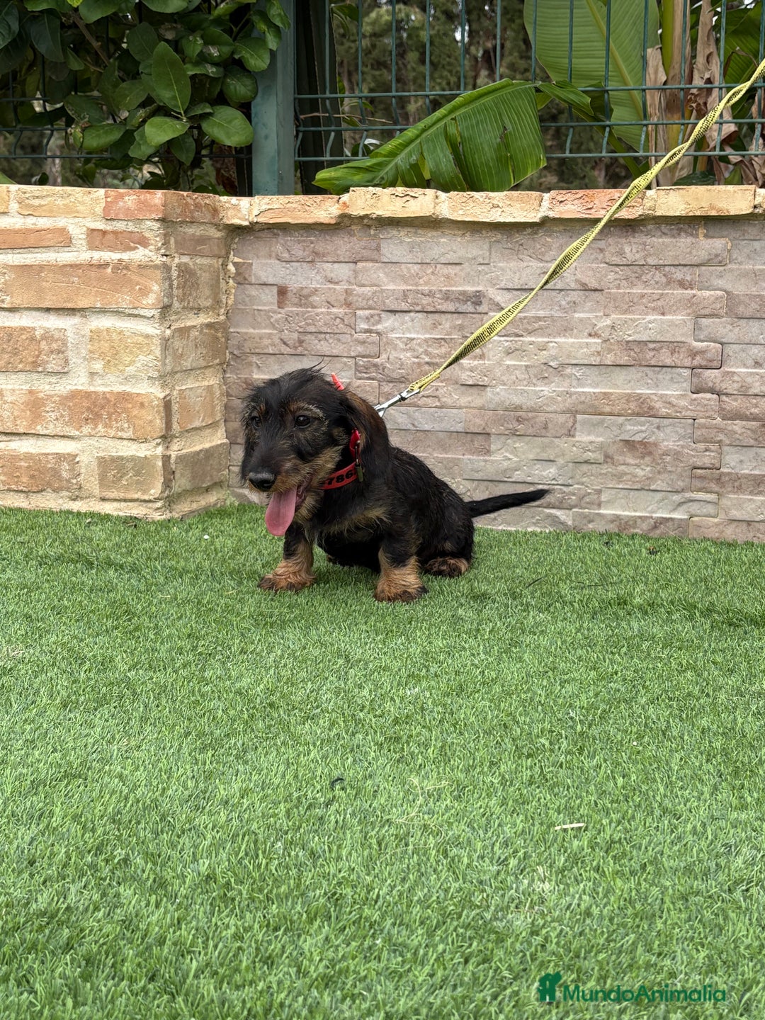 Teckel perros en venta: Disponible preciso teckel pelo duro - Imagen 6