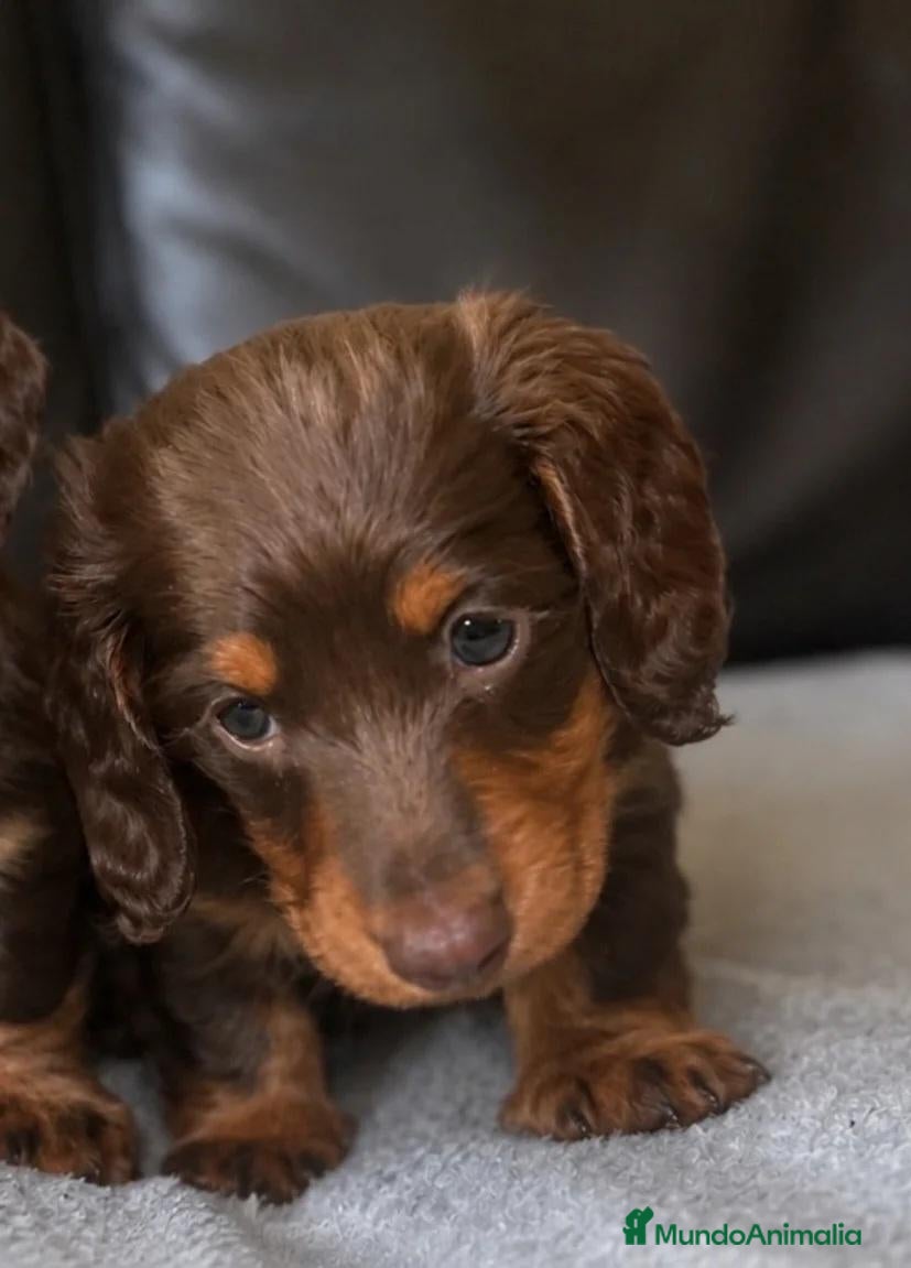 Teckel Miniatura perros Teckel de pelo largo chocolate 🍫  - Anuncio 1